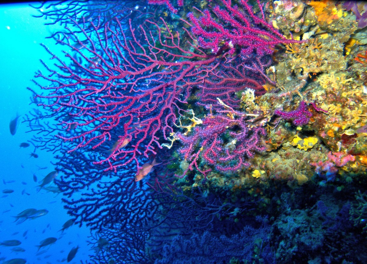 Giornata mondiale degli oceani tra inquinamento, pesca intensiva, estinzioni Giornata mondiale degli oceani tra inquinamento, pesca intensiva, estinzioni