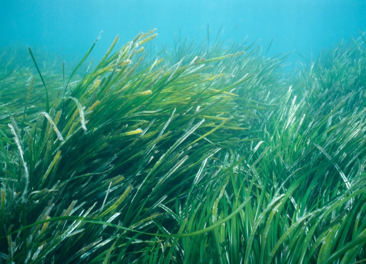 Giornata mondiale degli oceani tra inquinamento, pesca intensiva, estinzioni Giornata mondiale degli oceani tra inquinamento, pesca intensiva, estinzioni