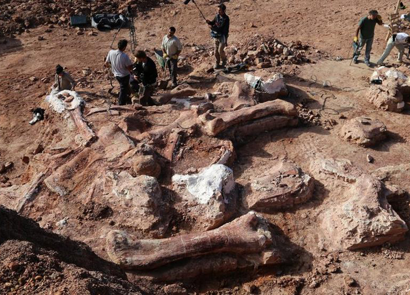 Cina, scoperto lo scheletro di un dinosauro gigante Cina, scoperto lo scheletro di un dinosauro gigante