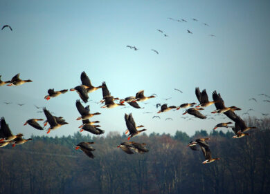 Una pandemia può bastare. “Non sparate agli uccelli migratori”