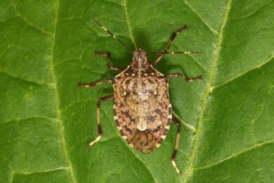 Pere e ciliegie, crolla la produzione. Cimice asiatica:danni da mezzo miliardo