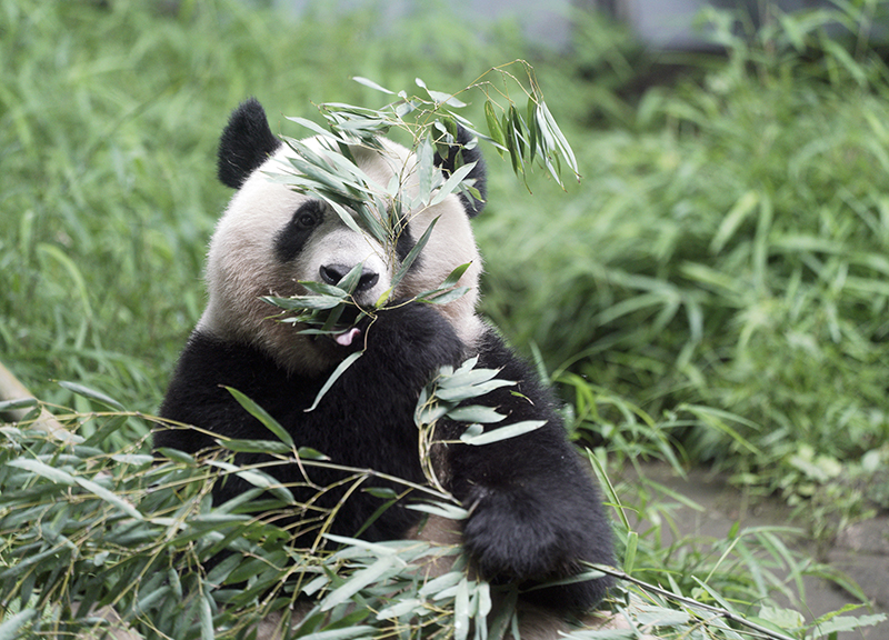 Panda non più in via di estinzione. L’annuncio della Cina in ritardo di 5 anni Panda non più in via di estinzione. L’annuncio della Cina in ritardo di 5 anni