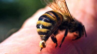 Punto nel vivo: campagna d’informazione sulle allergie al veleno degli insetti