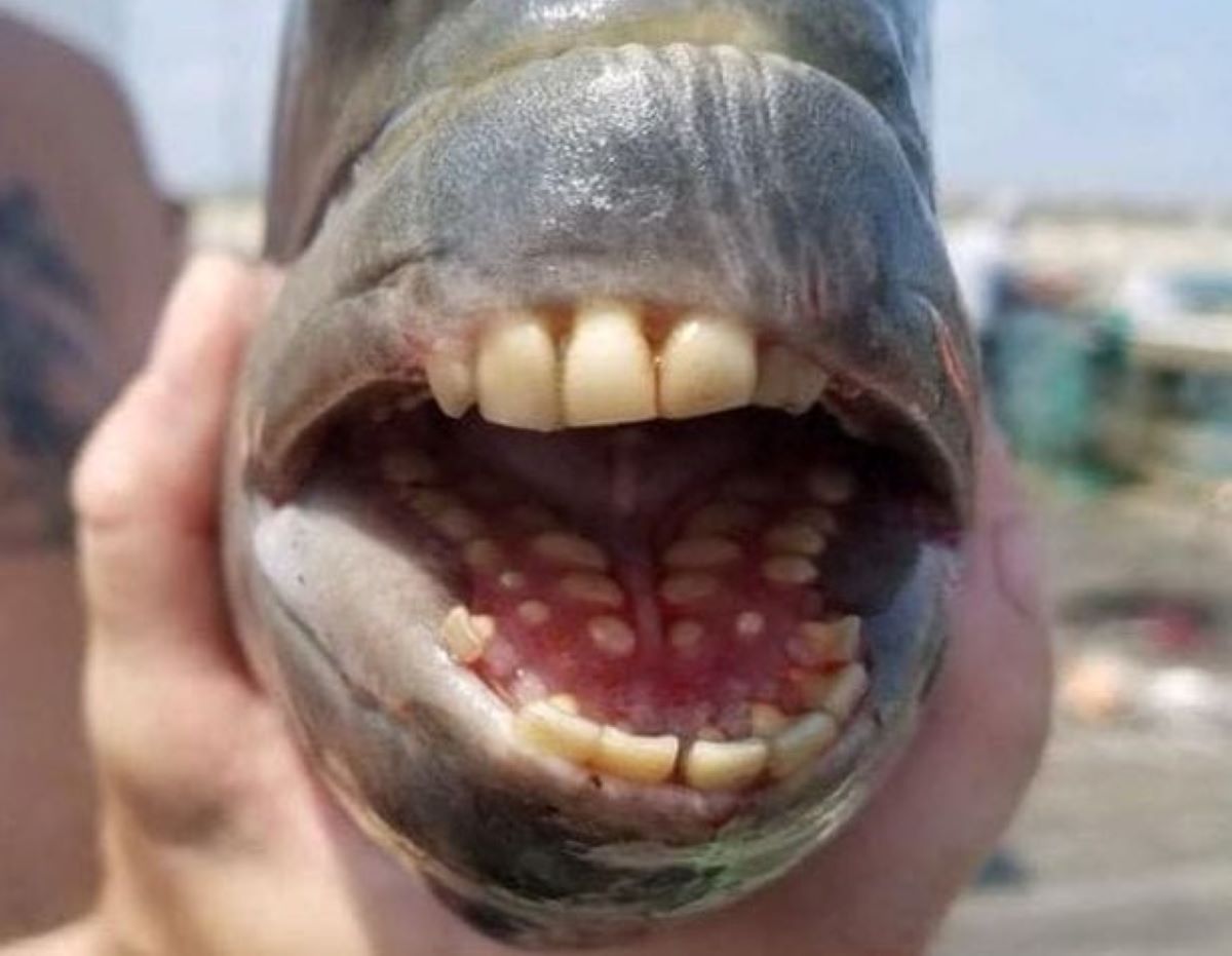 Sì, è stato pescato un pesce con denti umani Sì, è stato pescato un pesce con denti umani