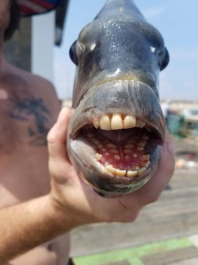 Sì, è stato pescato un pesce con denti umani Sì, è stato pescato un pesce con denti umani
