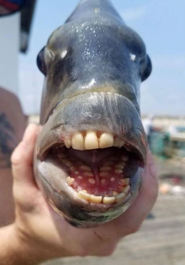 pesce15 pesce15