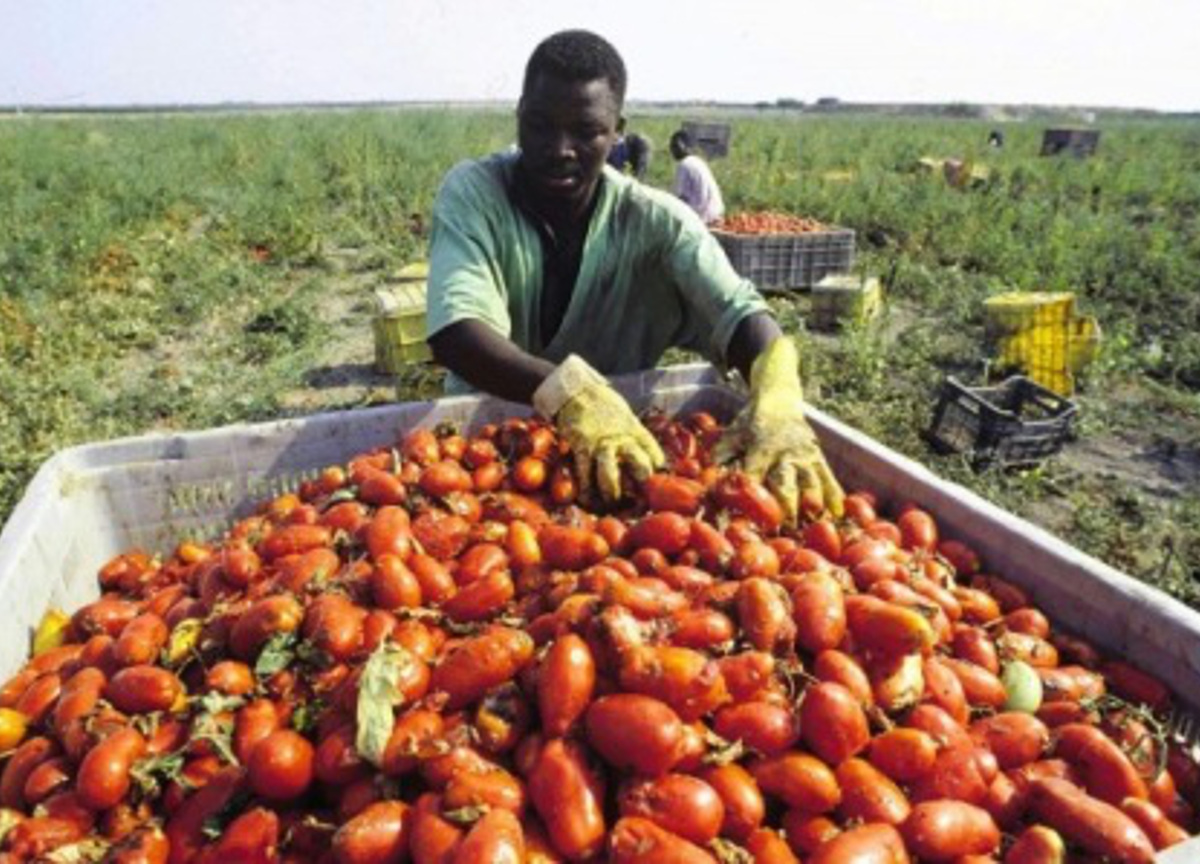 Raccolta pomodori, mancano braccianti in 4 Regioni. Il 40% rischia di marcire Raccolta pomodori, mancano braccianti in 4 Regioni. Il 40% rischia di marcire