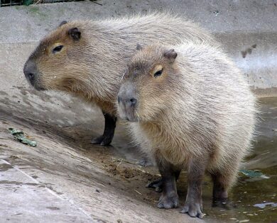 Argentina, invasione dei capibara. Topi giganti di 50 kg distruggono tutto