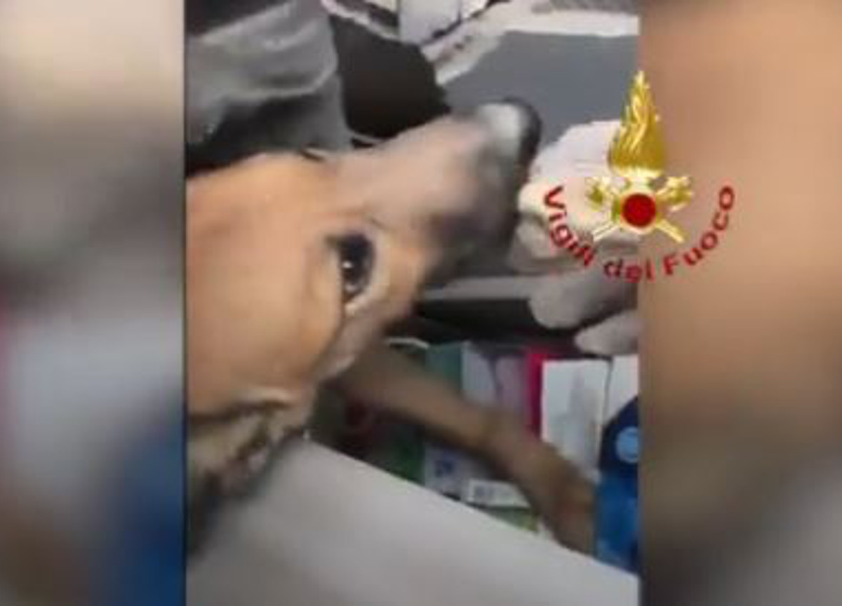 Torino, crollo palazzina: cucciolo di cane estratto vivo dopo 30 ore. Video Torino, crollo palazzina: cucciolo di cane estratto vivo dopo 30 ore. Video