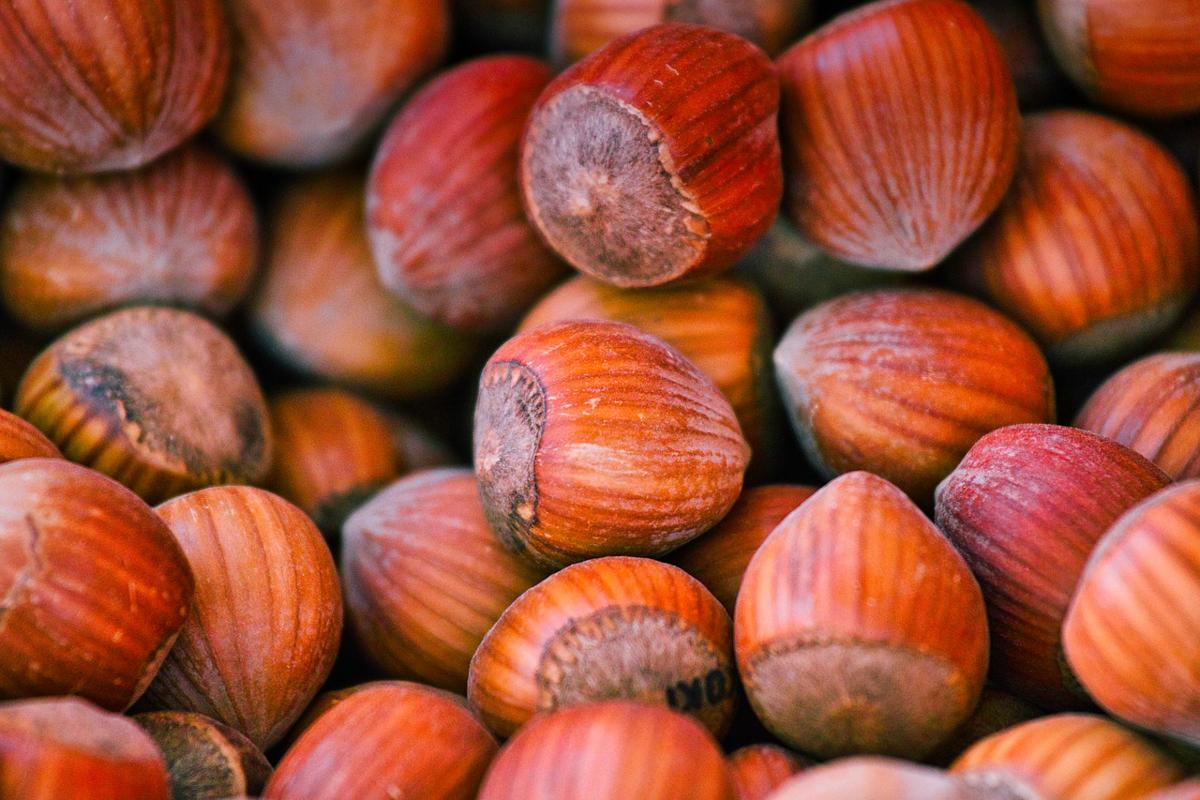 Nocciole: la produzione di un’eccellenza italiana travolta dal maltempo Nocciole: la produzione di un’eccellenza italiana travolta dal maltempo
