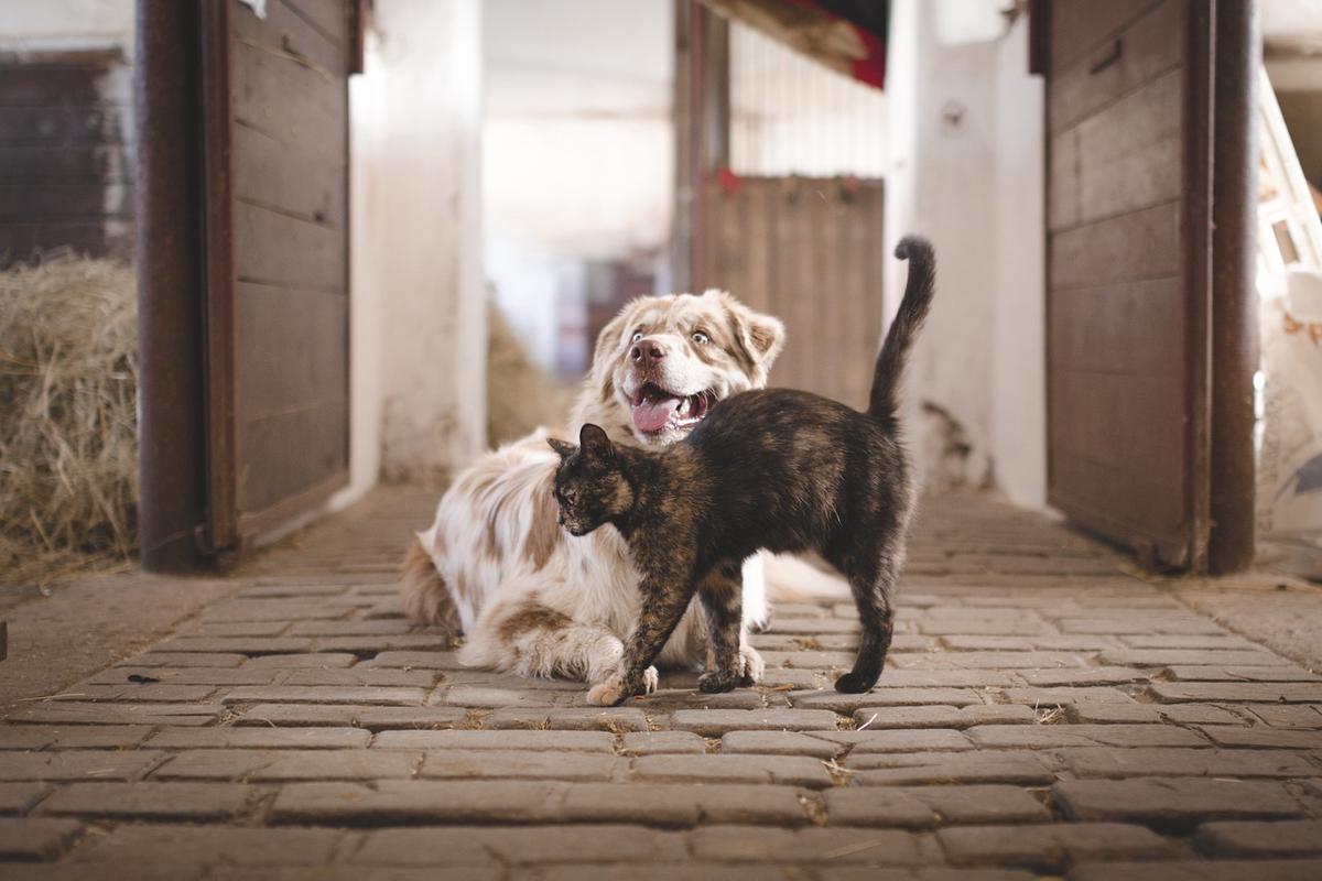 Carenza vaccini per gli animali domestici: una crisi legata al Covid-19 Carenza vaccini per gli animali domestici: una crisi legata al Covid-19