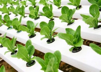 Agricoltura nelle aree urbane, la nuova legge di Regione Lombardia