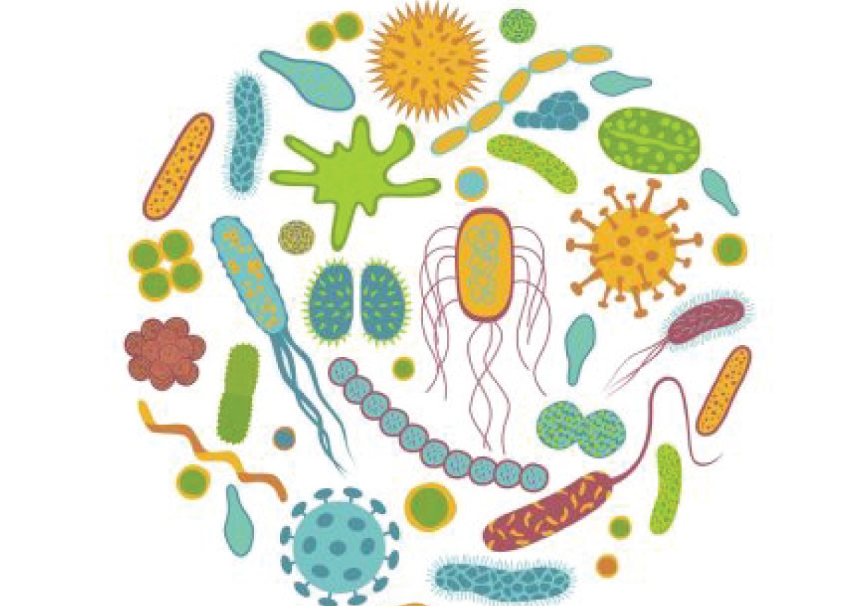 Dopo i 50anni bisogna fare più attenzione al microbiota instestinale Dopo i 50anni bisogna fare più attenzione al microbiota instestinale