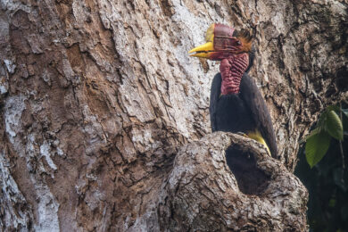 Pirelli e BMW per la salvaguardia dell’ecosistema indonesiano