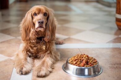 Pet food, gli alimenti per cani e gatti trainano ancora il mercato italiano
