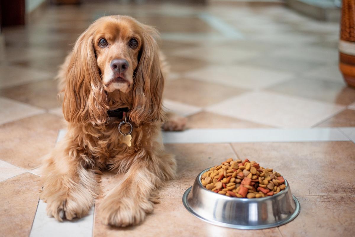 Pet food, gli alimenti per cani e gatti trainano ancora il mercato italiano Pet food, gli alimenti per cani e gatti trainano ancora il mercato italiano