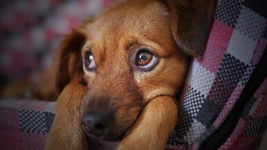 I cani sono gli unici animali ad apprendere il linguaggio come gli umani