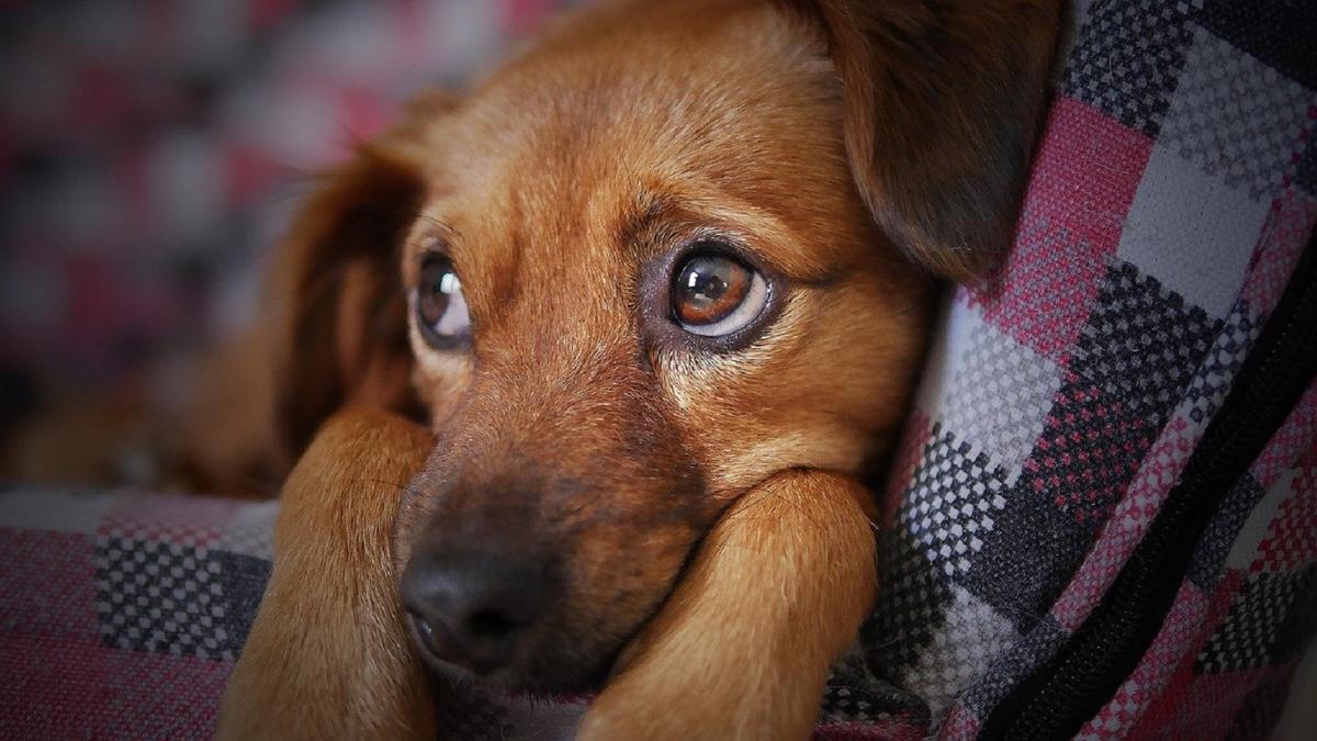 I cani sono gli unici animali ad apprendere il linguaggio come gli umani I cani sono gli unici animali ad apprendere il linguaggio come gli umani