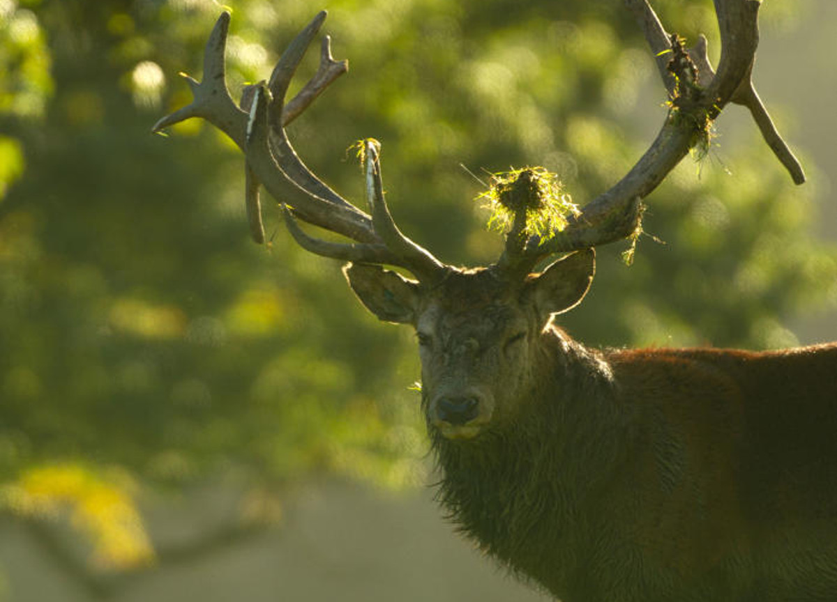 Clima, il cervo che attacca l’uomo è un segnale. Natura sottosopra, ribellione Clima, il cervo che attacca l’uomo è un segnale. Natura sottosopra, ribellione