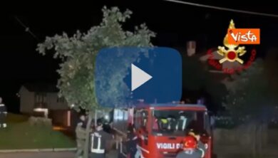 Cucciolo di orso in città scappa su un albero: salvato dai vigili del fuoco