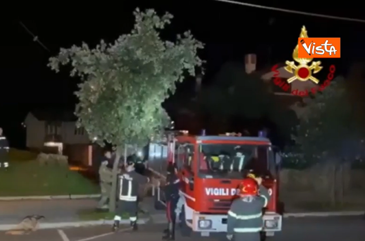 Galleria foto 'Cucciolo di orso in città scappa su un albero: salvato dai vigili del fuoco' - foto 1