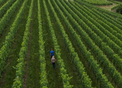 Partnership strategica tra Bayer e Microsoft per l’agricoltura di precisione