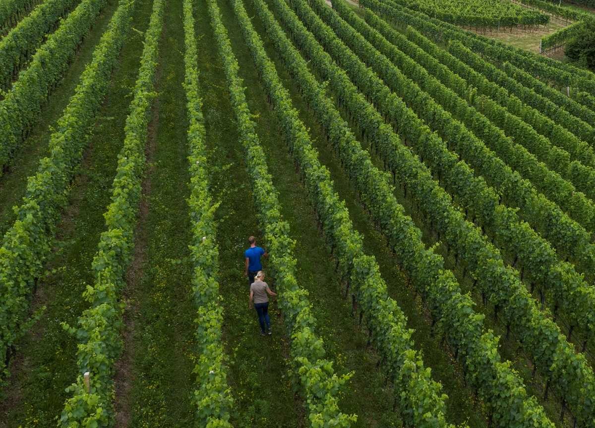 Partnership strategica tra Bayer e Microsoft per l’agricoltura di precisione Partnership strategica tra Bayer e Microsoft per l’agricoltura di precisione