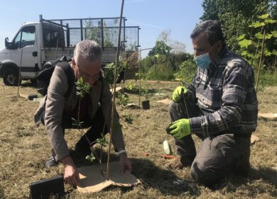Forestami: al via la piantumazione di oltre 90mila nuovi alberi