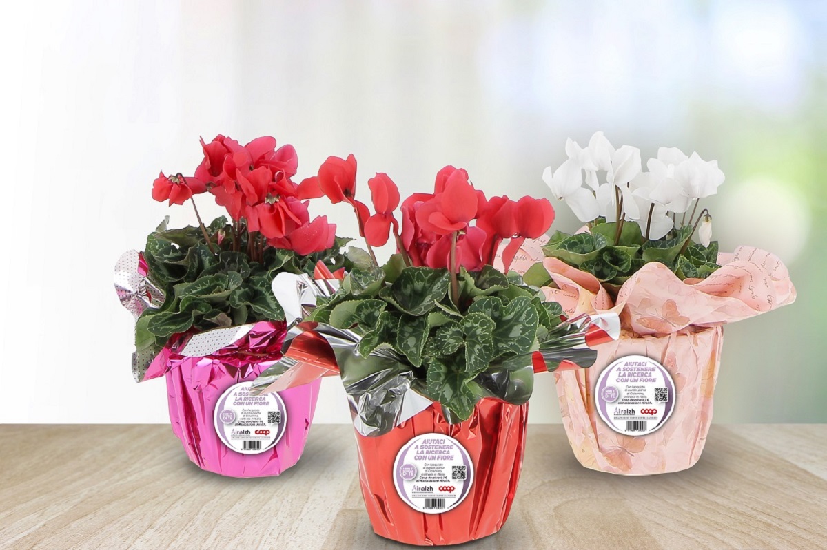 Per Natale aiutate la ricerca contro l’Alzheimeir, regalate ciclamini Per Natale aiutate la ricerca contro l’Alzheimeir, regalate ciclamini