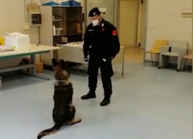 Covid, arrivano i cani addestrati in grado di fiutare il virus