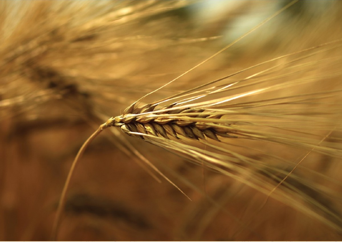 Cereali antichi e moderni. Come distinguerli per evitare errori alimentari? Cereali antichi e moderni. Come distinguerli per evitare errori alimentari?