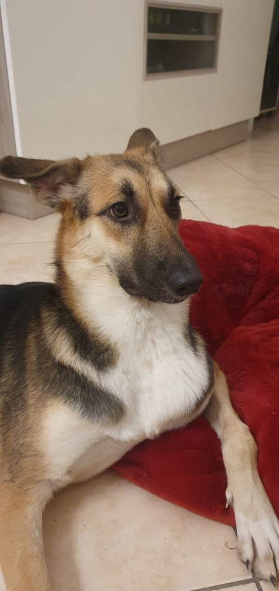 Soldato italiano salva cagnolina in Kuwait ma non riesce a portarla in patria Soldato italiano salva cagnolina in Kuwait ma non riesce a portarla in patria