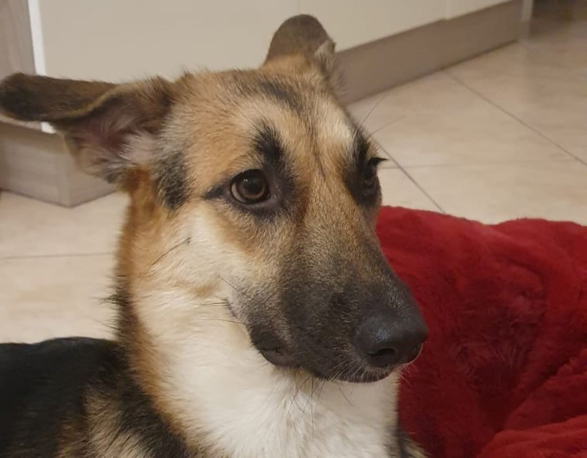 Soldato italiano salva cagnolina in Kuwait ma non riesce a portarla in patria Soldato italiano salva cagnolina in Kuwait ma non riesce a portarla in patria