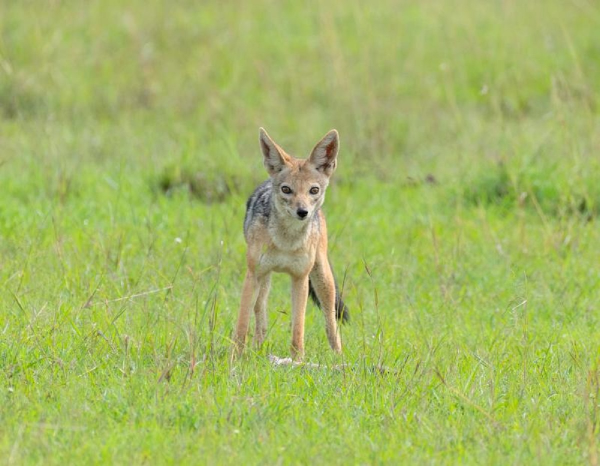 Sciacallo dorato avvistato in Toscana, è la prima volta Sciacallo dorato avvistato in Toscana, è la prima volta