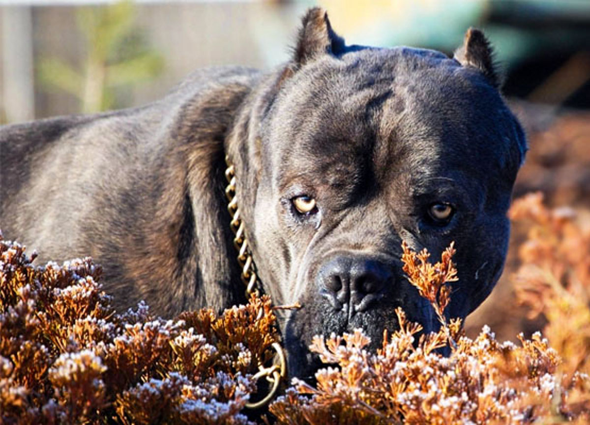Anziana sbranata da 2 cani del figlio. Gravissima, rischia amputazione braccio