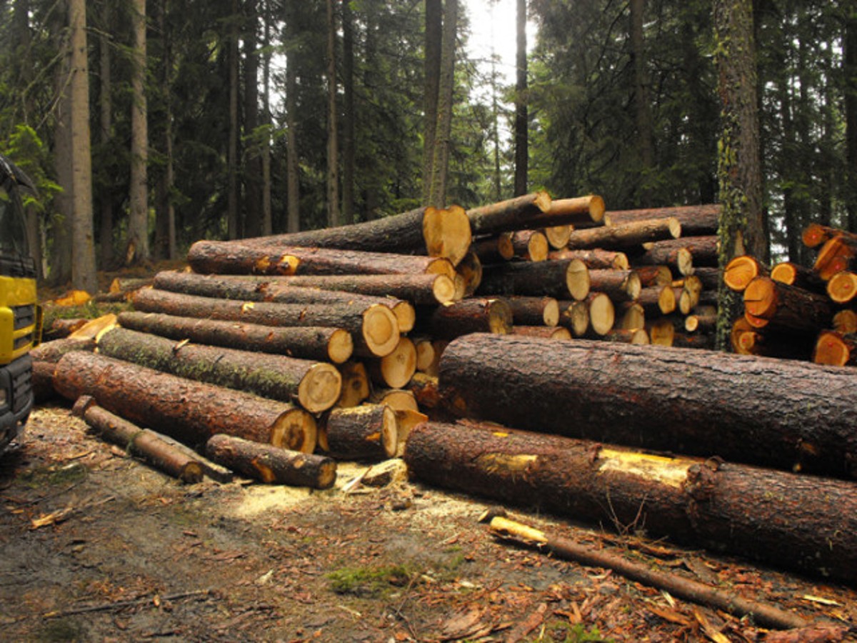 Myanmar, traffico illegale di legno: sequestrati tonnellate di teak in Italia Myanmar, traffico illegale di legno: sequestrati tonnellate di teak in Italia