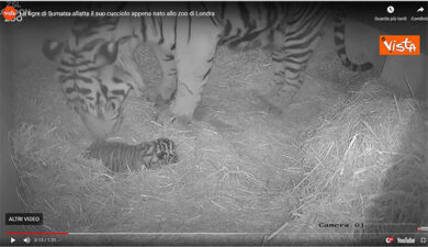 Tigre di Sumatra allatta il suo cucciolo appena nato allo zoo di Londra. VIDEO