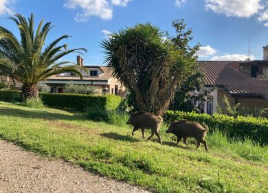 Cinghiali con la peste suina: allarme carne. Vietata raccolta funghi e tartufi