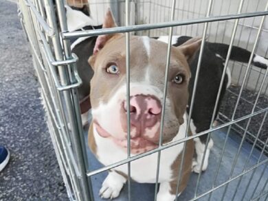 Mutilano i loro cani e falsificano il certificato medico: condannati a 6 mesi