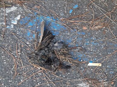 Moria di storni nel quartiere Appio, mistero sulla causa di morte