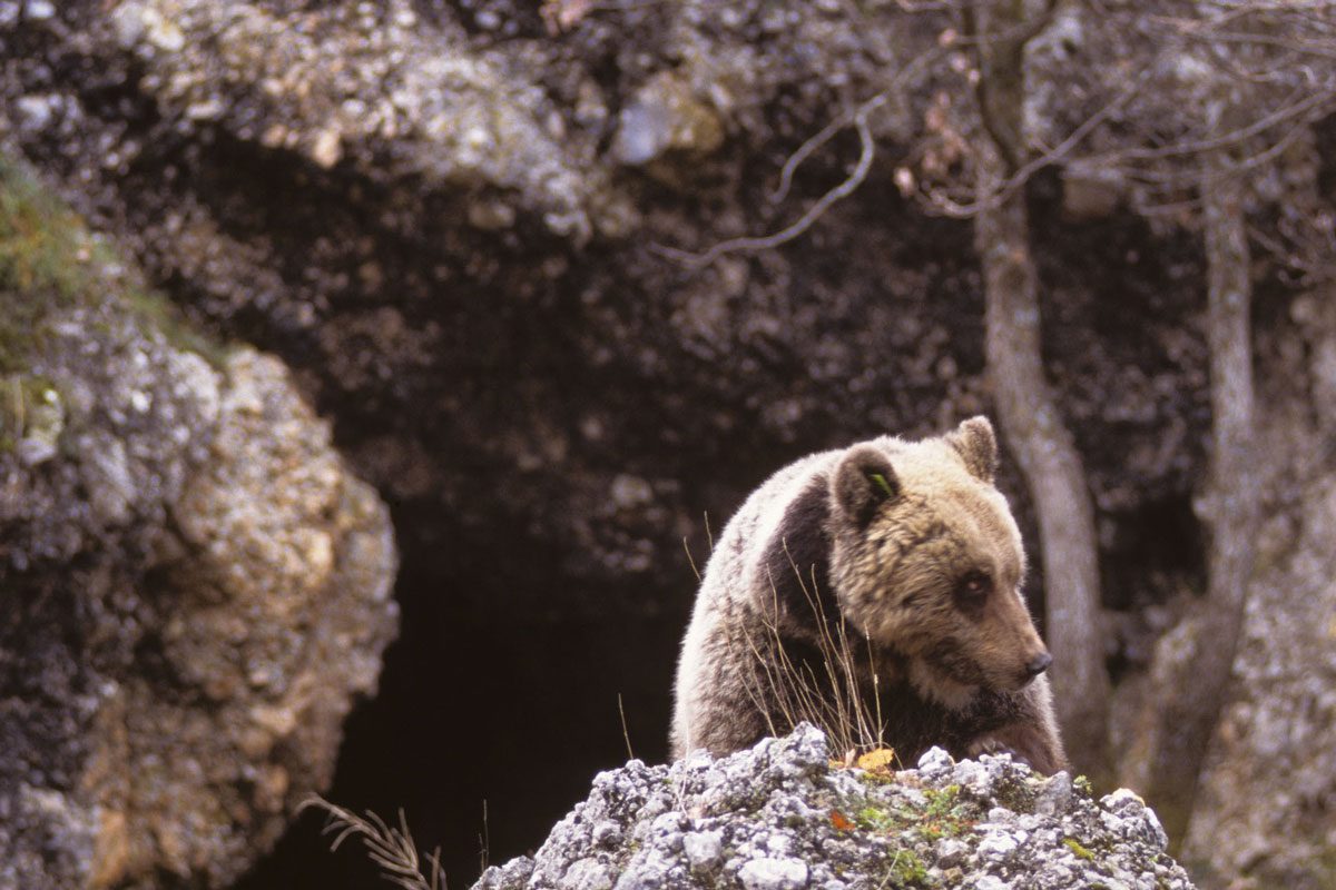 Orso Marsicano: entro 30 anni l’estinzione. L’allarme del Wwwf: rimasti in 50 Orso Marsicano: entro 30 anni l’estinzione. L’allarme del Wwwf: rimasti in 50