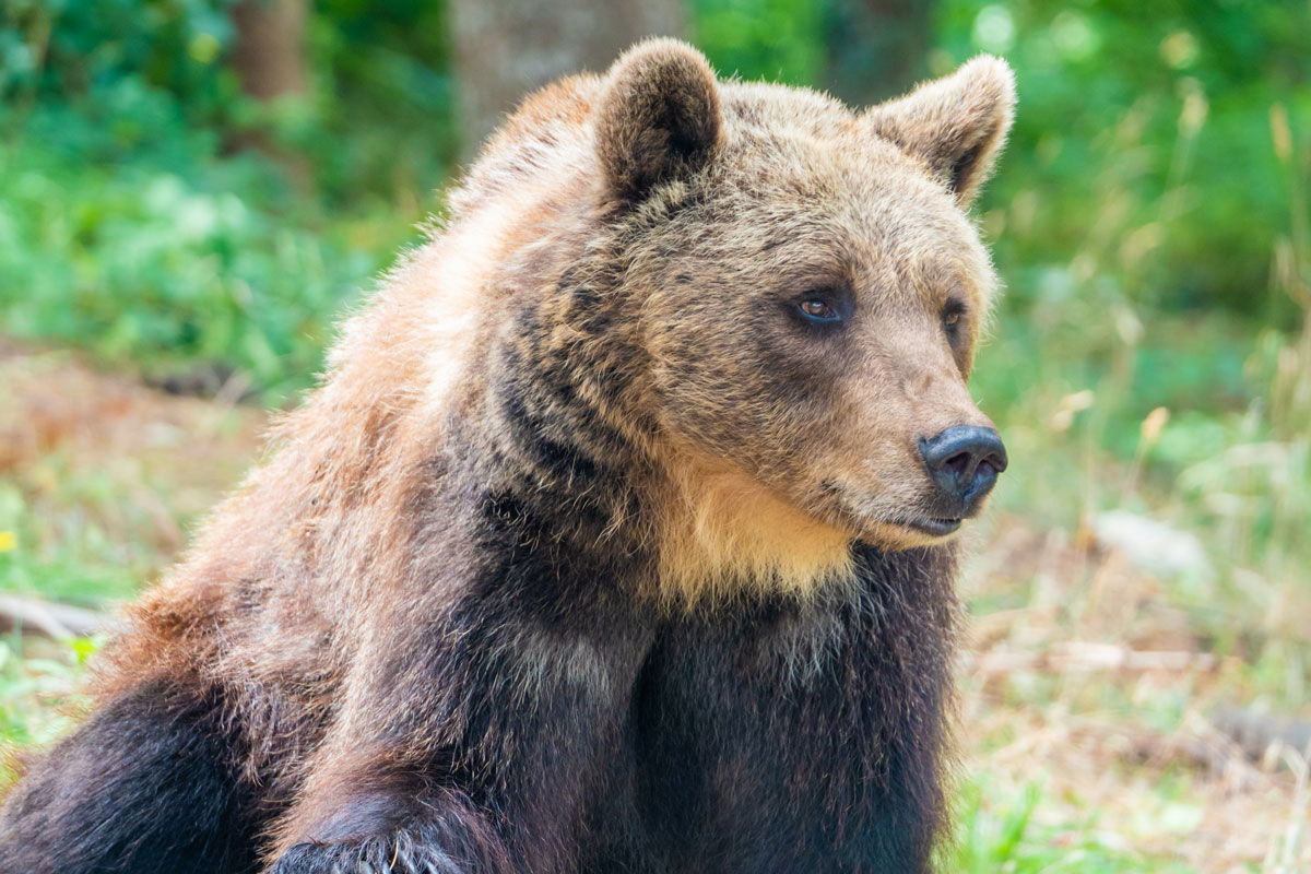 Orso Marsicano: entro 30 anni l’estinzione. L’allarme del Wwwf: rimasti in 50 Orso Marsicano: entro 30 anni l’estinzione. L’allarme del Wwwf: rimasti in 50