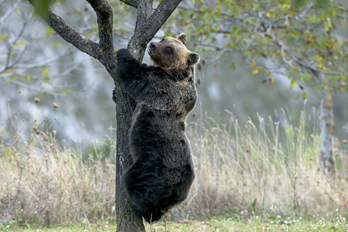 Orso Marsicano: entro 30 anni l’estinzione. L’allarme del Wwwf: rimasti in 50 Orso Marsicano: entro 30 anni l’estinzione. L’allarme del Wwwf: rimasti in 50