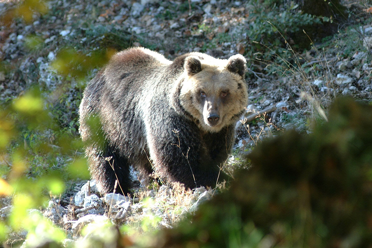 Orso Marsicano: entro 30 anni l’estinzione. L’allarme del Wwwf: rimasti in 50 Orso Marsicano: entro 30 anni l’estinzione. L’allarme del Wwwf: rimasti in 50