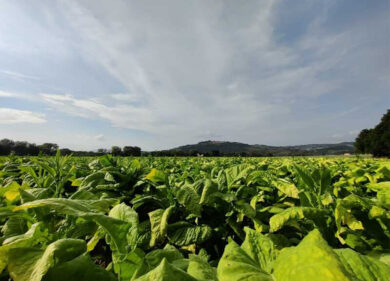 Philip Morris Italia: seconda edizione di “BeLeaf: Be The Future”