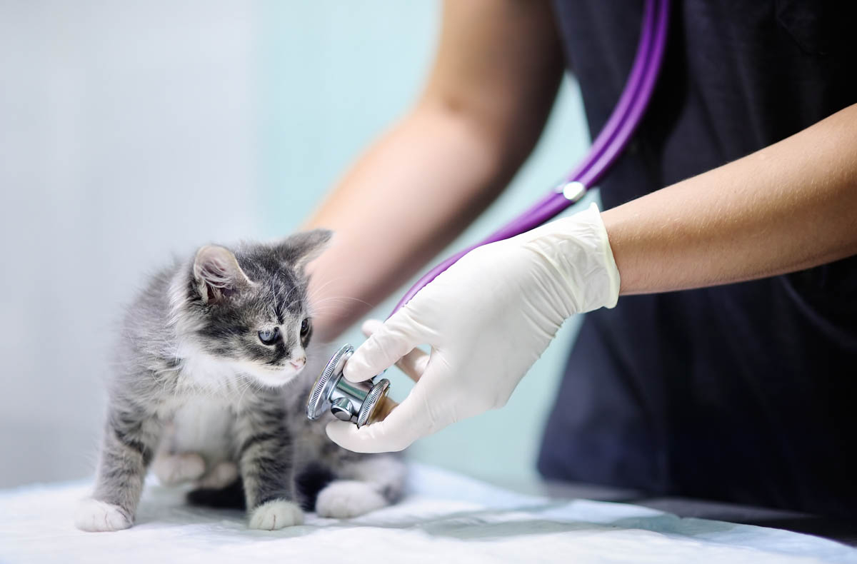 Medicina veterinaria: Anicura Italia annuncia il suo Comitato Scientifico