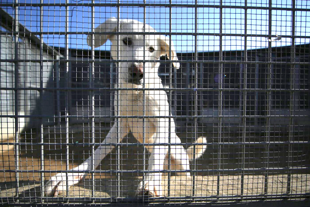 Infuria la battaglia politica sulla pelle dei cani. Roma: Pd-M5S al vetriolo