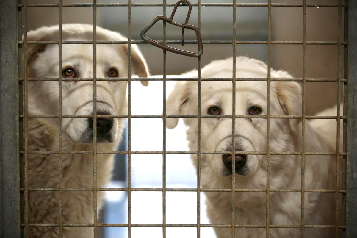 Infuria la battaglia politica sulla pelle dei cani. Roma: Pd-M5S al vetriolo