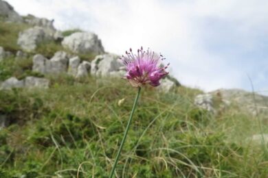 Miracolo: nel Lazio scoperta una nuova pianta, si chiama Allium