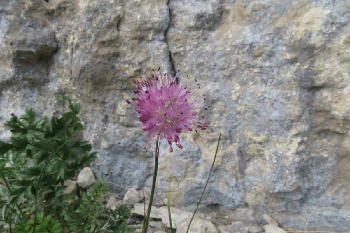 Miracolo: nel Lazio scoperta una nuova pianta, si chiama Allium
